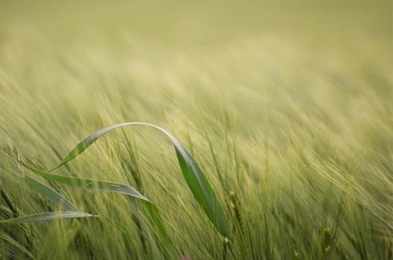 Pays de la Loire - Signature d'une charte de bonnes pratiques phytosanitaires